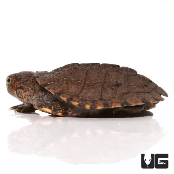 Baby Serrated Sidenecked Mud Turtles (Pelusios sinuatus) For Sale ...