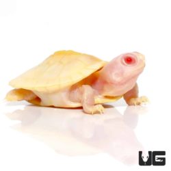 Baby Snow Red Ear Slider Turtles For Sale - Underground Reptiles