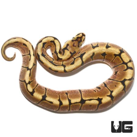 Baby Spider Ball Python For Sale - Underground Reptiles
