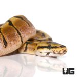 Baby Spider Ball Python For Sale - Underground Reptiles