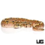 Baby Spider Ball Python For Sale - Underground Reptiles