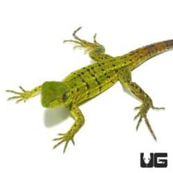 Baby Spiny Tailed Iguana For Sale - Underground Reptiles