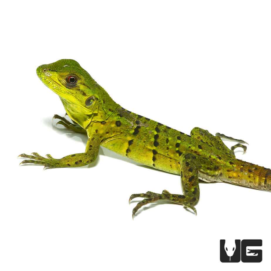 Baby Spiny Tailed Iguanas (Ctenasaura similis) For Sale Underground