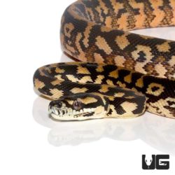Baby Tiger Darwin’s Carpet Python For Sale - Underground Reptiles