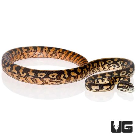 Baby Tiger Darwin’s Carpet Python For Sale - Underground Reptiles