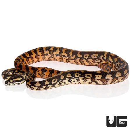 Baby Tiger Darwin’s Carpet Python For Sale - Underground Reptiles