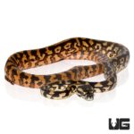 Baby Tiger Darwin’s Carpet Python For Sale - Underground Reptiles