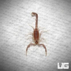 Baby Yellow Fat Tail Scorpion for sale - Underground Reptiles
