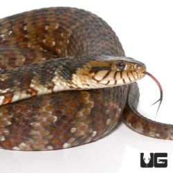 Banded Water Snakes for sale - Underground Reptiles