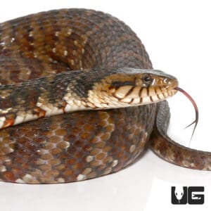 Banded Water Snakes (Nerodia fasciata) for sale - Underground Reptiles