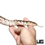 Banded Water Snakes for sale - Underground Reptiles