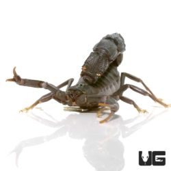 Black Fat Tail Scorpion For Sale - Underground Reptiles