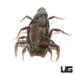 Black Fat Tail Scorpion For Sale - Underground Reptiles