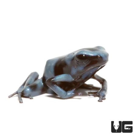 Blue and Black Auratus Dart Frogs For Sale - Underground Reptiles