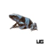 Blue and Black Auratus Dart Frogs For Sale - Underground Reptiles
