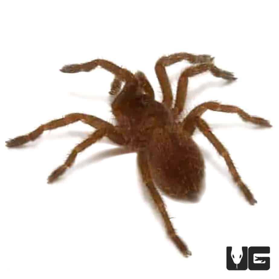 Blue Foot Baboon Tarantulas For Sale - Underground Reptiles