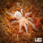 Brazilian White Knee Tarantulas (Acanthoscurria geniculata) For Sale - Underground Reptiles