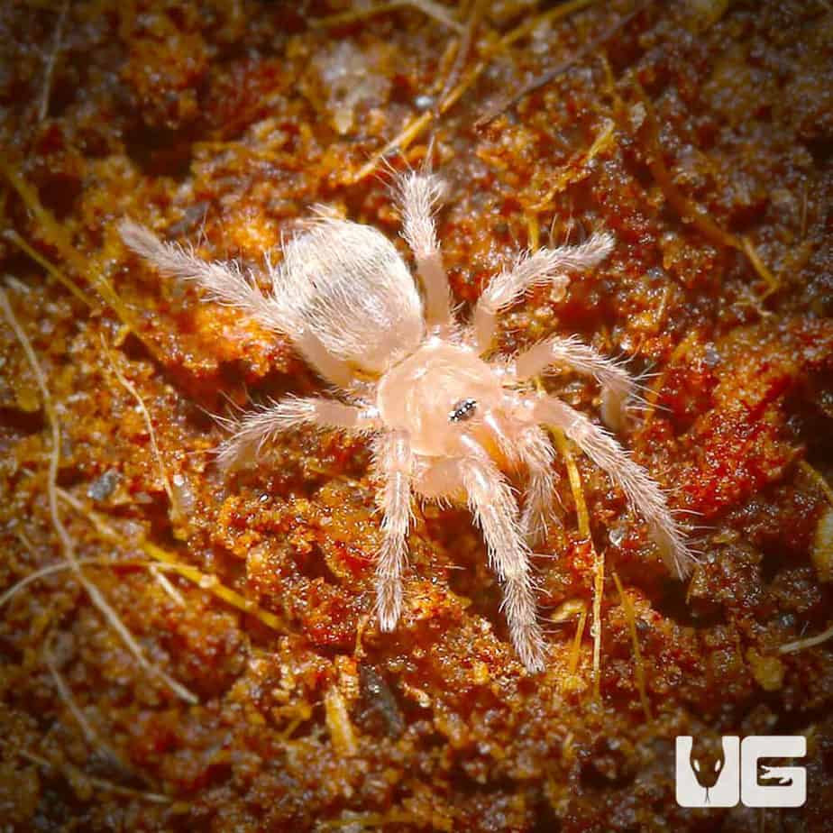 Brazilian White Knee Tarantulas For Sale Underground Reptiles