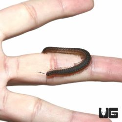 Brown Millipedes For Sale - Underground Reptiles