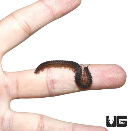 Close-up of a brown millipede crawling on a person's finger, showcasing its segmented body.