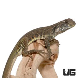 Butterfly Agama For Sale - Underground Reptiles