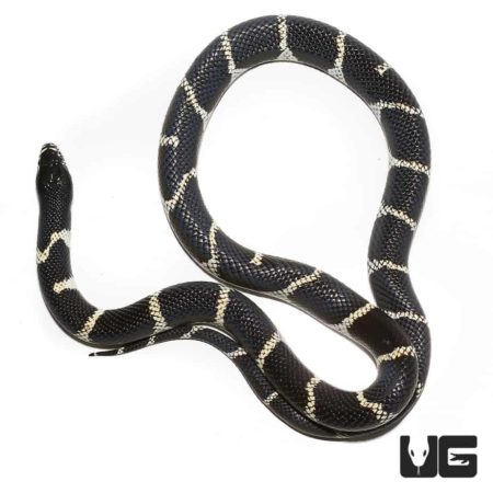 California Kingsnakes For Sale - Underground Reptiles