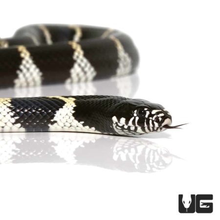 California Kingsnakes For Sale - Underground Reptiles