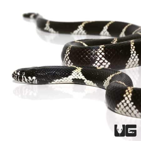 California Kingsnakes For Sale - Underground Reptiles