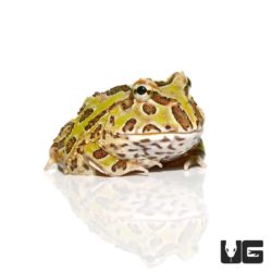 Camo Pacman Frogs For Sale - Underground Reptiles