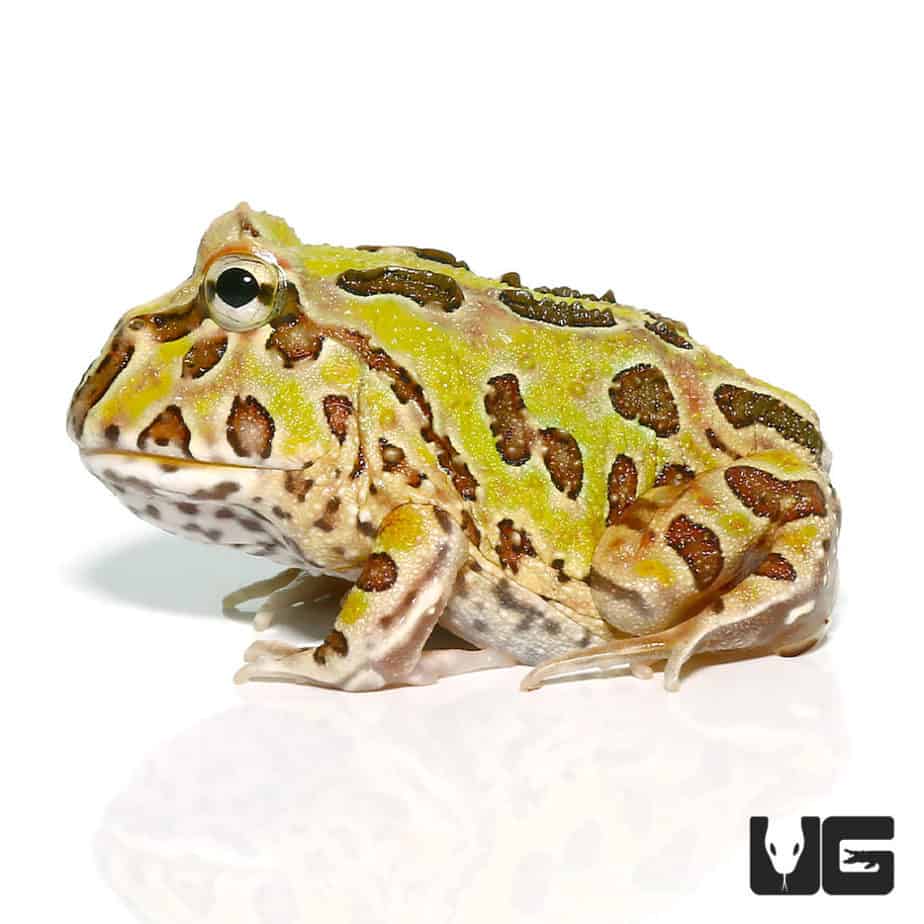 Camo Pacman Frogs (Ceratophrys cranwelli) For Sale - Underground Reptiles