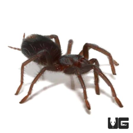 Caribbean Emerald Tarantula For Sale - Underground Reptiles