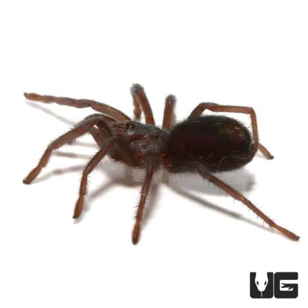 Caribbean Emerald Tarantula For Sale - Underground Reptiles