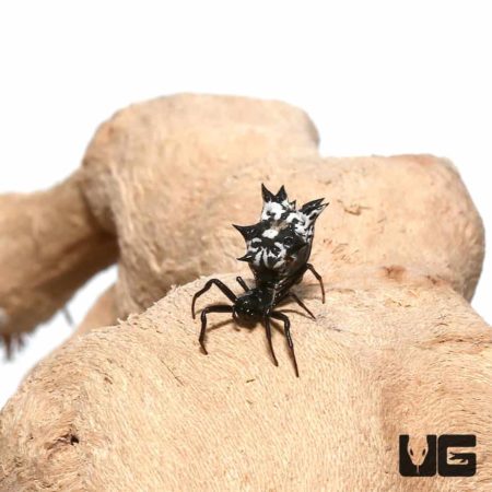 Castleback Orb Weaver for sale - Underground Reptiles