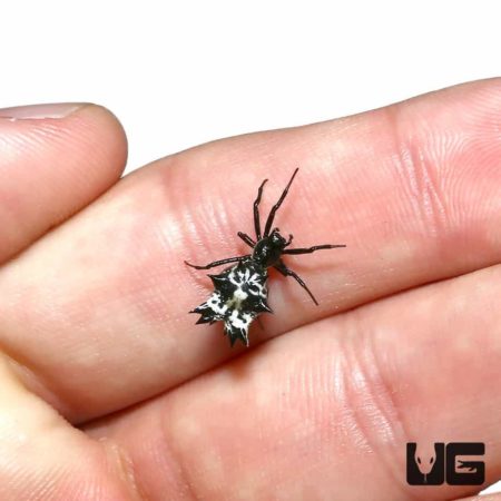 Castleback Orb Weaver for sale - Underground Reptiles