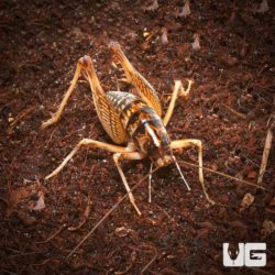Cave Cricket For Sale - Underground Reptiles