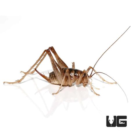 Cave cricket close-up showing detailed body and long antennae.
