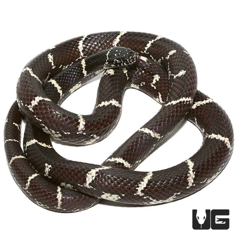 Chain Kingsnakes For Sale Underground Reptiles