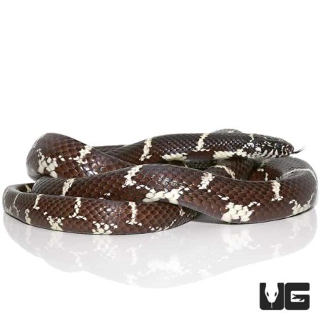 Chain Kingsnakes For Sale - Underground Reptiles