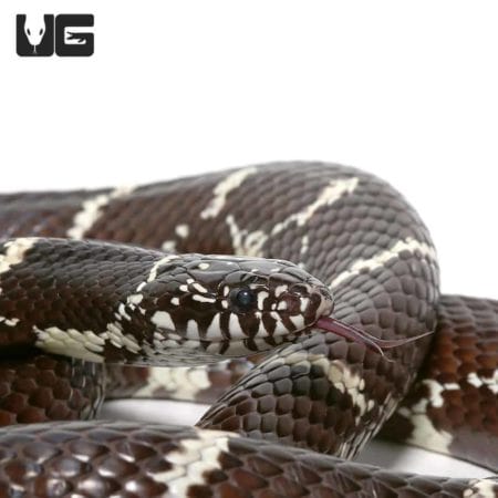 Close-up of a Chain Kingsnake showcasing its distinctive black and white pattern.