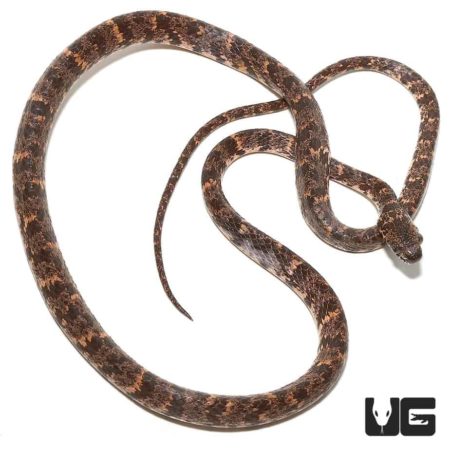 Cloudy snail-eating snake, unique reptile from Underground Reptiles collection.