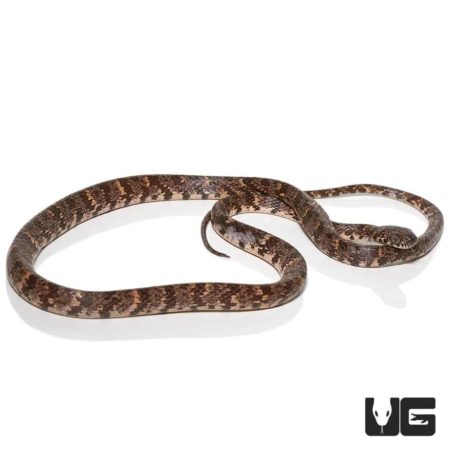 Cloudy Snail Eater For Sale - Underground Reptiles