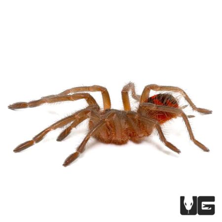 Colombian Giant Copperhead Tarantula (Pamphobeteus Fortis) For Sale - Underground Reptiles