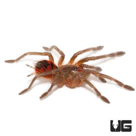 Colombian Giant Copperhead Tarantula (Pamphobeteus Fortis) For Sale - Underground Reptiles