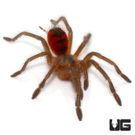 Colombian Giant Copperhead Tarantula (Pamphobeteus Fortis) For Sale - Underground Reptiles