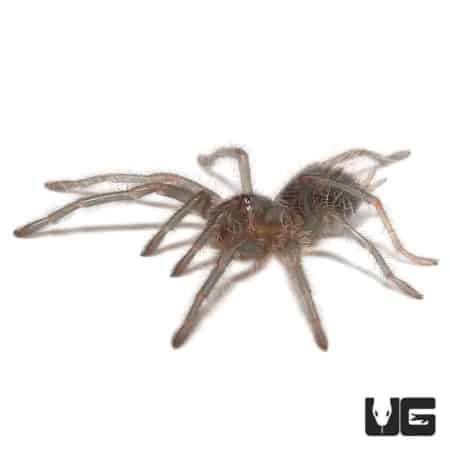 Cuban Bronze Tarantula (Phormictopus auratus) For Sale - Underground Reptiles