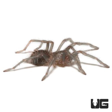 Cuban Bronze Tarantula (Phormictopus auratus) For Sale - Underground Reptiles