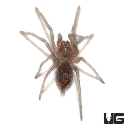 Cuban Bronze Tarantula (Phormictopus auratus) For Sale - Underground Reptiles