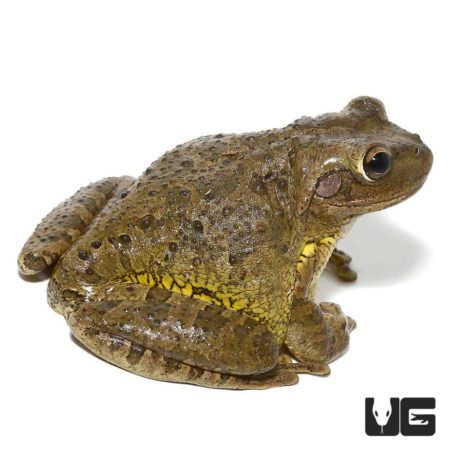 Large Cuban Tree Frogs For Sale - Underground Reptiles