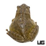 Large Cuban Tree Frogs For Sale - Underground Reptiles