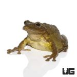 Large Cuban Tree Frogs For Sale - Underground Reptiles